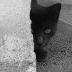 cat-173884_640